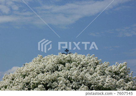 白玫瑰和天空在Ipponi公園 白玫瑰和天空在Ipponi公園 7607545