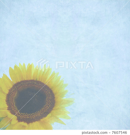 sunflower sunflower 7607546