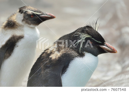 Iwatobi penguins 7607548