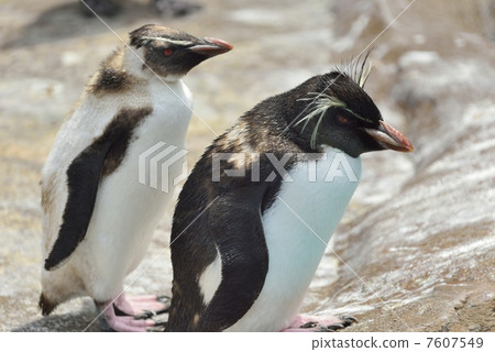 Iwatobi penguins 7607549