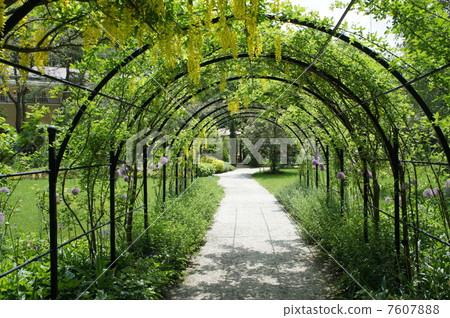 Flower tunnel 7607888