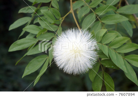 Ohbenigokan Ohbenigokan 7607894