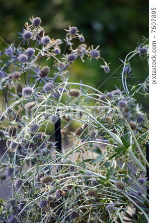 Eringium Eringium 7607895