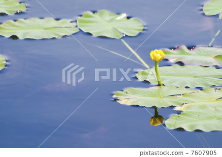 Ulyu Kohone Ulyu Kohone 7607905