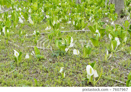 臭鼬白菜 7607967