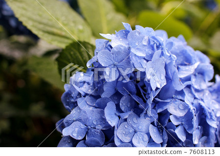 繡球花和滴 7608113