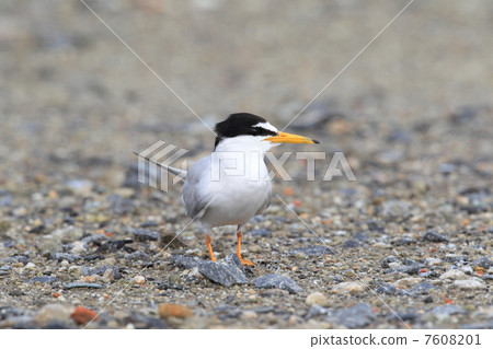 冬蟲夏草的父母和孩子 冬蟲夏草的父母和孩子 7608201