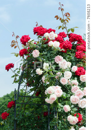 Roses arch Roses arch 7608213