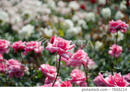 Rose carina Rose carina 7608214