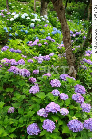 hydrangea hydrangea 7608453