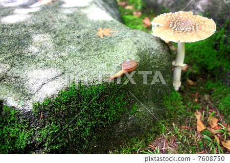 蝸牛 蝸牛 7608750