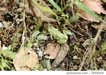 Japanese black frog 7608849