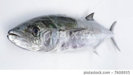 俯瞰鯖魚 7608935