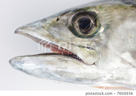 Sawala (Japanese horse mackerel) Sawala (Japanese horse mackerel) 7608936