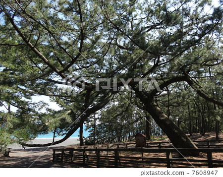 Miho Matsubara (New) Matsuo Hagoromo Horizontal Horizontal Miho Matsubara (New) Matsuo Hagoromo Horizontal Horizontal 7608947