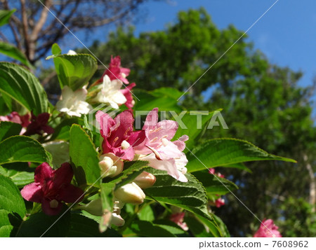 Hakone netsugi 1 7608962