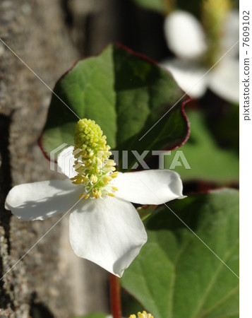 Dokudami垂直 7609102