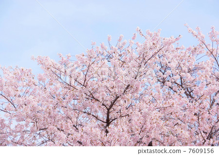 櫻花 7609156
