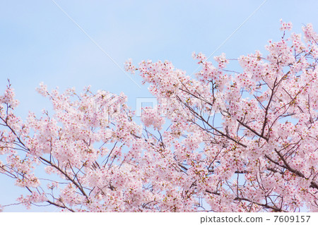 櫻花 7609157