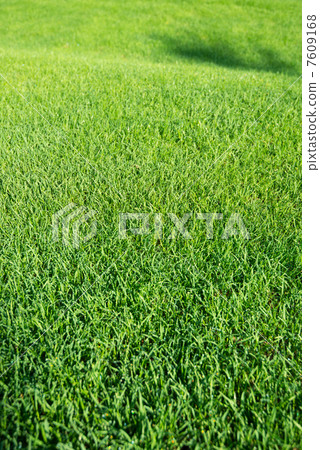 草坪 7609168
