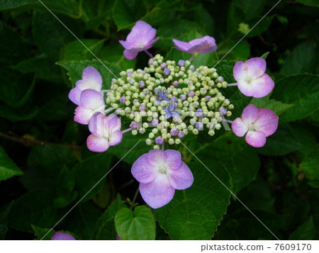 hydrangea   7609170