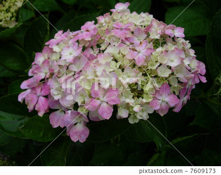 繡球 繡球 7609173