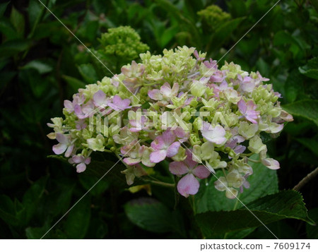 繡球 繡球 7609174