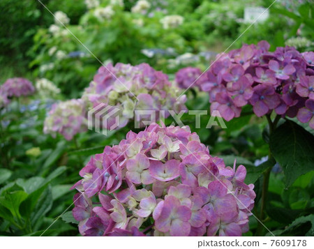 hydrangea   7609178