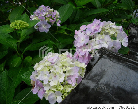 hydrangea   7609181