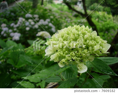 hydrangea   7609182