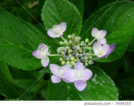 hydrangea   7609183