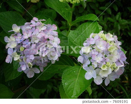 hydrangea   7609191