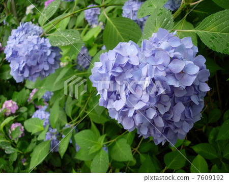 hydrangea   7609192