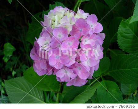 hydrangea   7609196
