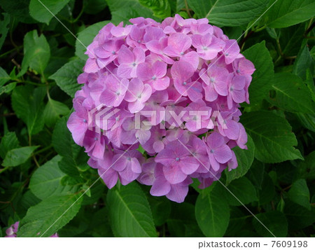 繡球 7609198