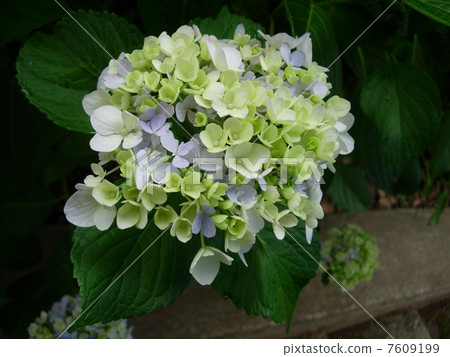hydrangea   7609199