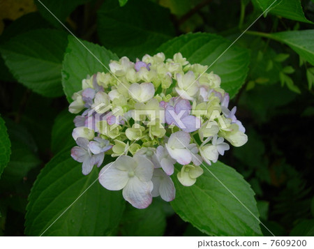 繡球 繡球 7609200