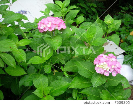 hydrangea   7609205