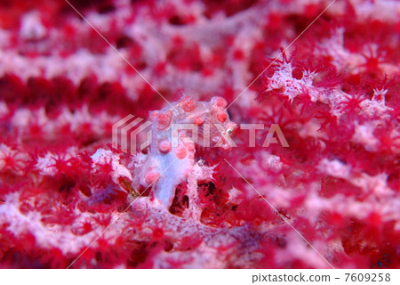 侏儒海水管 7609258