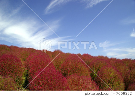 Kokia Kokia 7609532