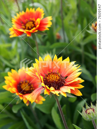 Summer image! Tenningiku (Tenshi chrysanthemum) 7609547