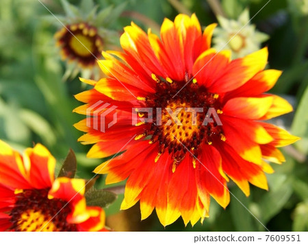 夏天的形象! Tenningiku(Tenshi chrysanthemum) 夏天的形象! Tenningiku(Tenshi chrysanthemum) 7609551