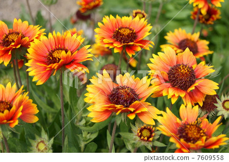 夏天的形象！ Tenningiku（Tenshi chrysanthemum） 7609558