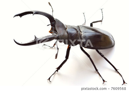 Futamata雄鹿擊敗最強的下頜海星雄鹿甜菜白背 7609568