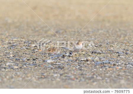 Cordius小雞 Cordius小雞 7609775