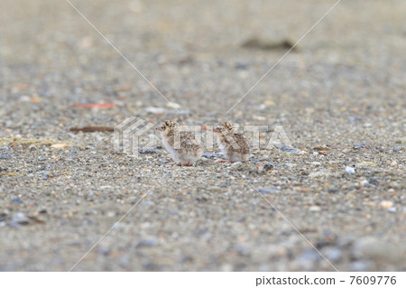 Cordius小雞 7609776