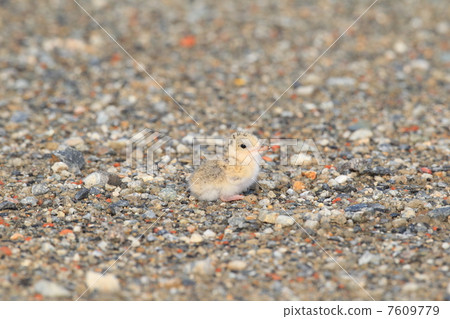 Cordius小雞 Cordius小雞 7609779