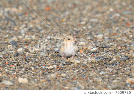 Cordius小雞 Cordius小雞 7609780