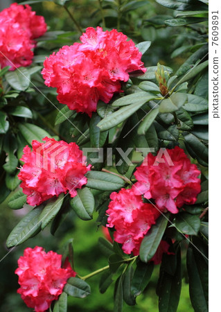 Red crimson flower 7609891