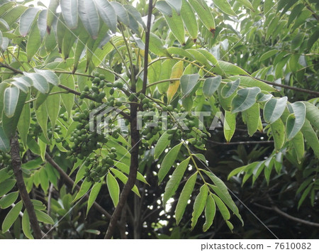 The fruit of the gob is now 7610082